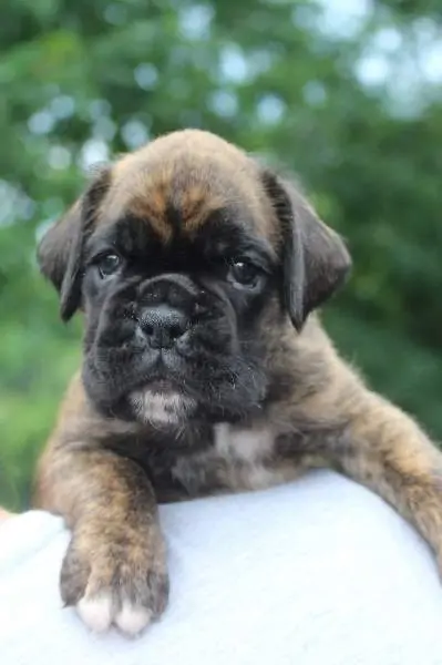 Boxer puppies for sale Maple Grove, Minnesota