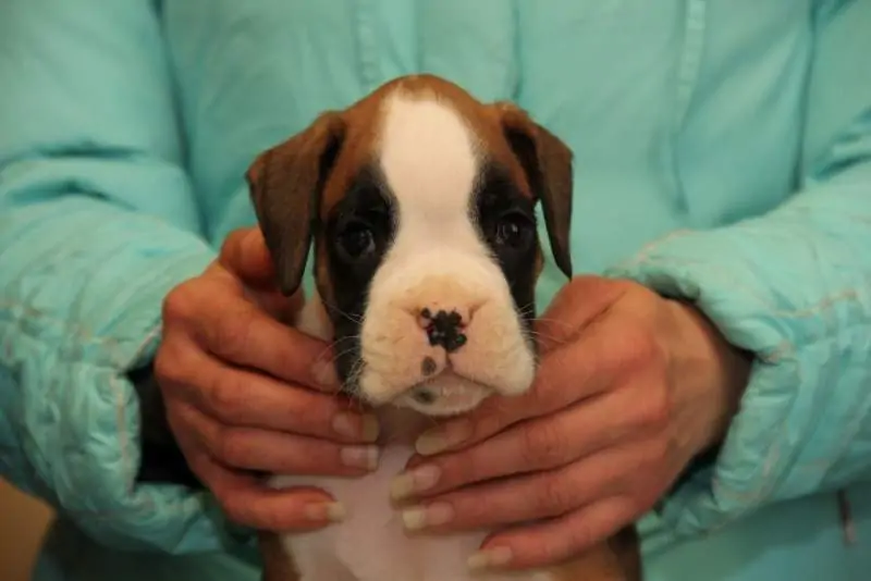 Boxer puppies sale Maple Grove MN | Nordom Kennel
