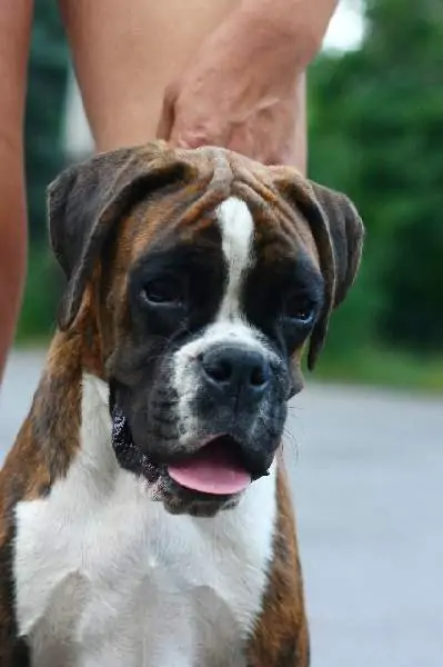 Boxer puppies sale Martinsburg WV | Nordom Kennel
