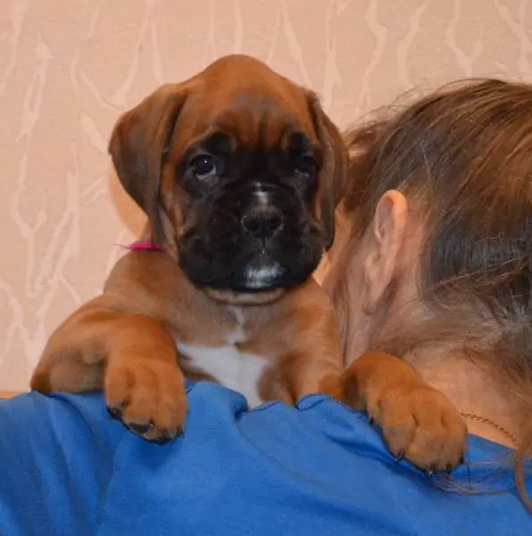 Boxer puppies for sale in Maui HI | Nordom Kennel