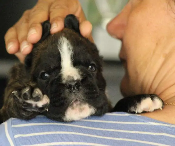 Boxer puppies sale Mendocino County CA | Nordom Kennel