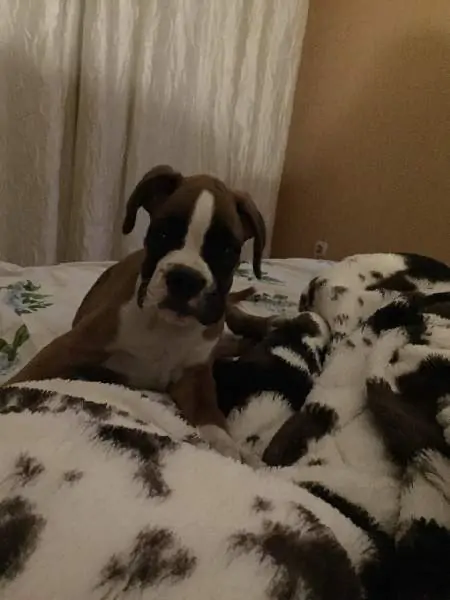 Boxer puppies sale Merced CA | Nordom Kennel