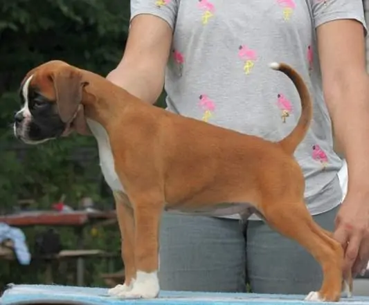 Boxer puppies for sale Merced, California