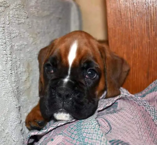 Boxer puppies for sale Miles City, Montana