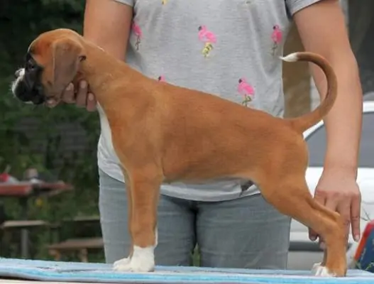 Boxer puppies sale Miles City MT | Nordom Kennel