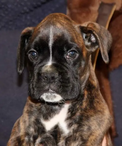 Boxer puppies sale Milwaukee WI | Nordom Kennel