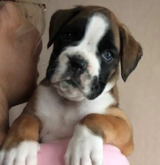 Boxer puppies for sale Milwaukee, Wisconsin