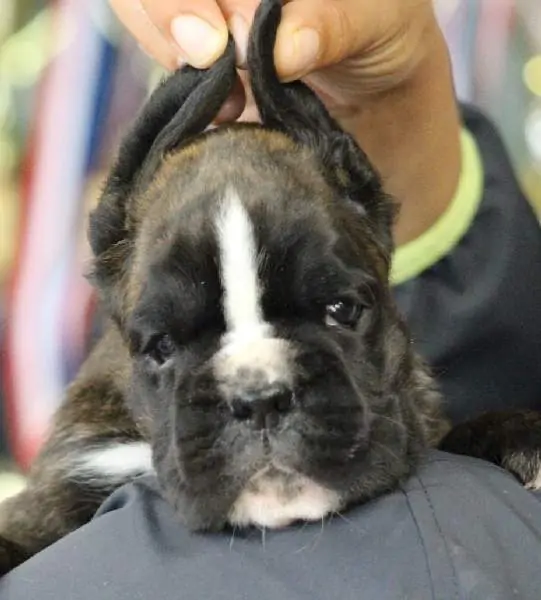 Boxer puppies sale Miramar FL | Nordom Kennel