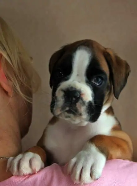 Boxer puppies for sale Mobile, Alabama