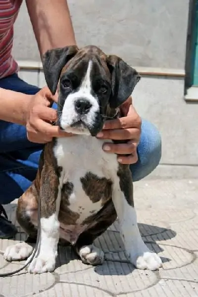 Boxer puppies for sale Modesto, California