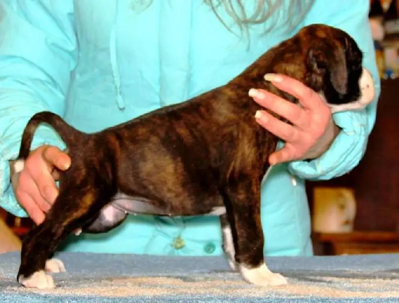 Boxer puppies sale Mohave County AZ | Nordom Kennel