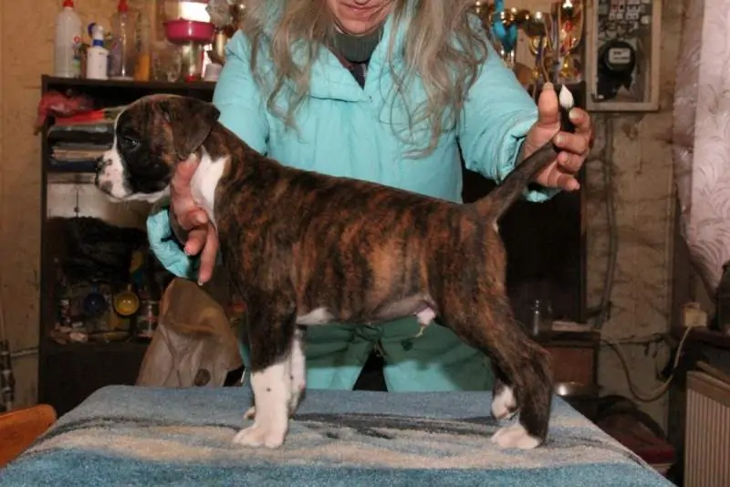 Boxer puppies sale Monroe LA | Nordom Kennel