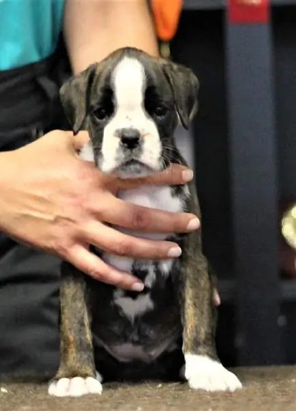 Boxer puppies sale Monterey Bay CA | Nordom Kennel