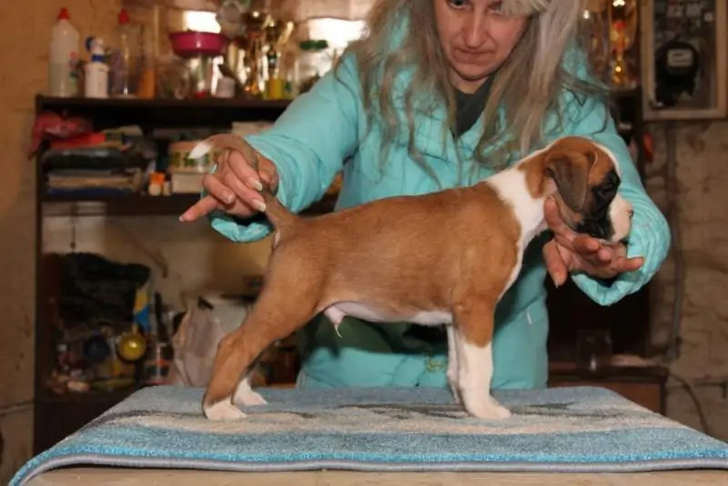 Boxer puppies sale Montgomery AL | Nordom Kennel