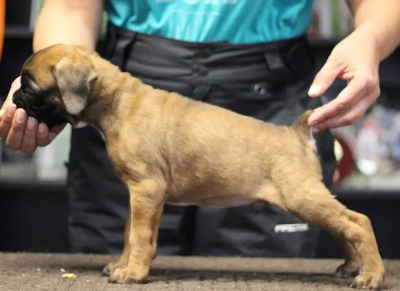 Boxer puppies sale Montpelier VT | Nordom Kennel