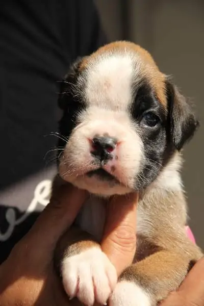 Boxer puppies sale Moorhead MN | Nordom Kennel