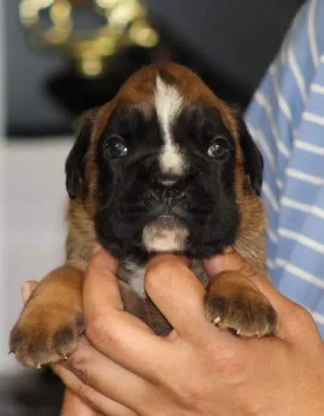 Boxer puppies sale Morgantown WV | Nordom Kennel