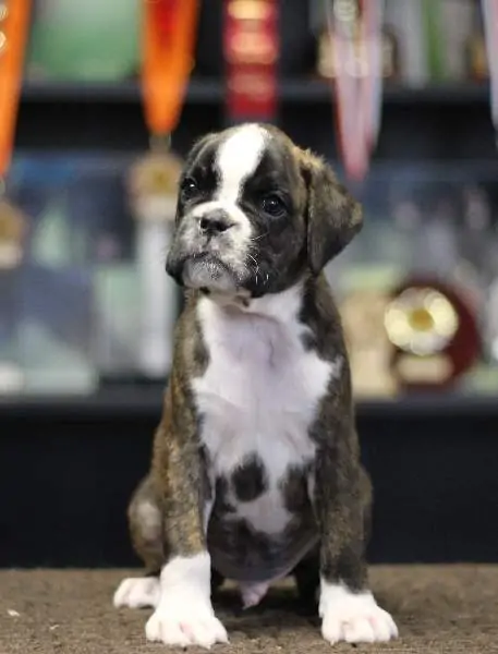 Boxer puppies sale Muskegon MI | Nordom Kennel