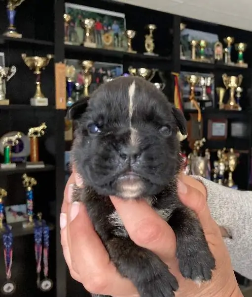 Boxer puppies sale Nashua NH | Nordom Kennel