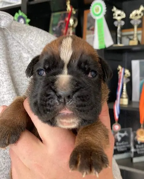 Boxer puppies sale Nashville TN | Nordom Kennel