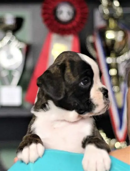 Boxer puppies sale New Bedford MA | Nordom Kennel
