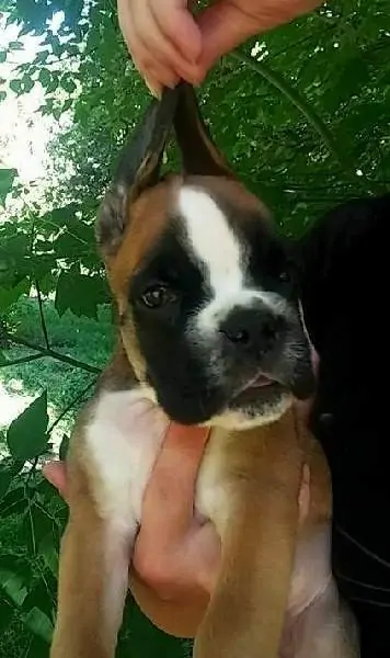Boxer puppies for sale Newark, New Jersey