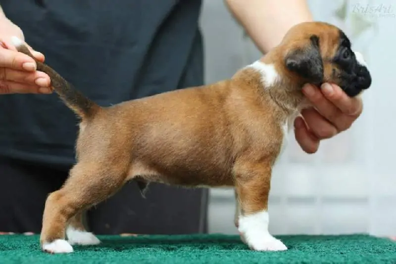 Boxer puppies for sale Newport, Rhode Island