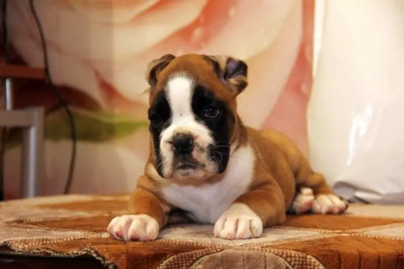 Boxer puppies sale Normal IL | Nordom Kennel