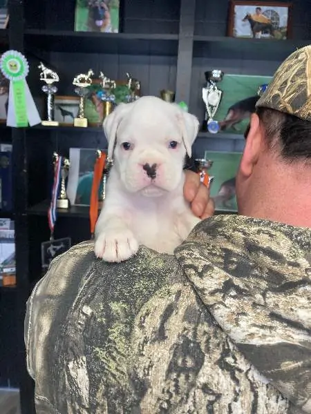 Boxer puppies for sale Normal Illinois. Boxer puppy for sale near me. White boxer puppies for sale. Boxer puppy for sale IL