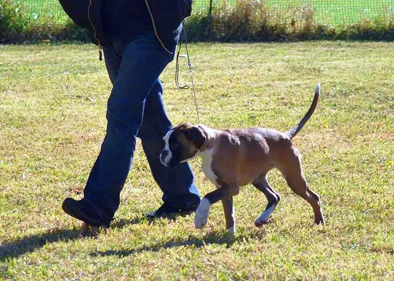 Boxer puppies sale Odessa TX | Nordom Kennel