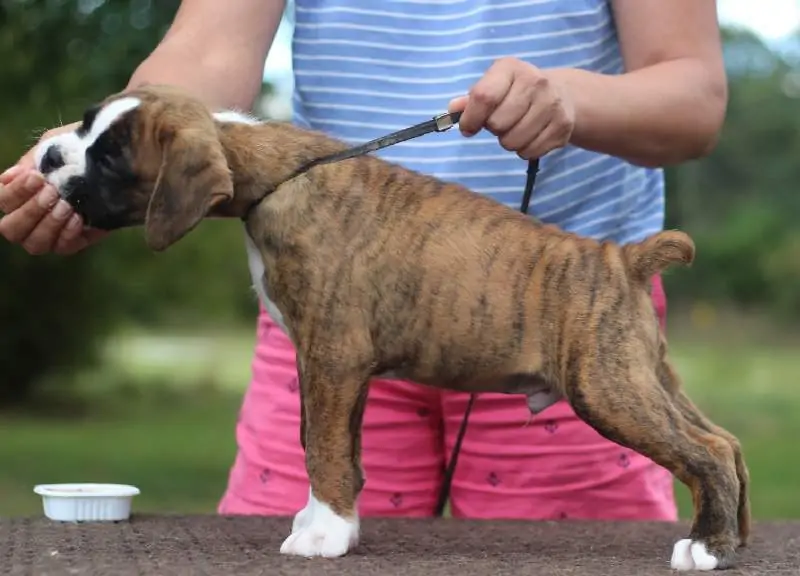 Boxer puppies sale Oklahoma City OK | Nordom Kennel