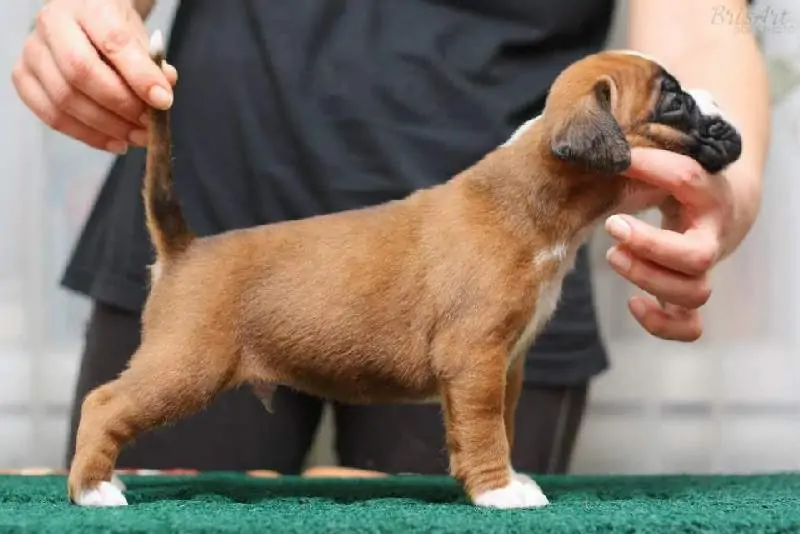 Boxer puppies sale Omaha NE | Nordom Kennel