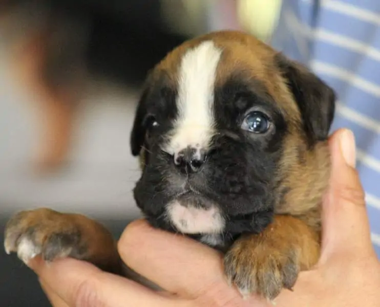 Boxer puppies for sale Orem UT | Nordom Kennel