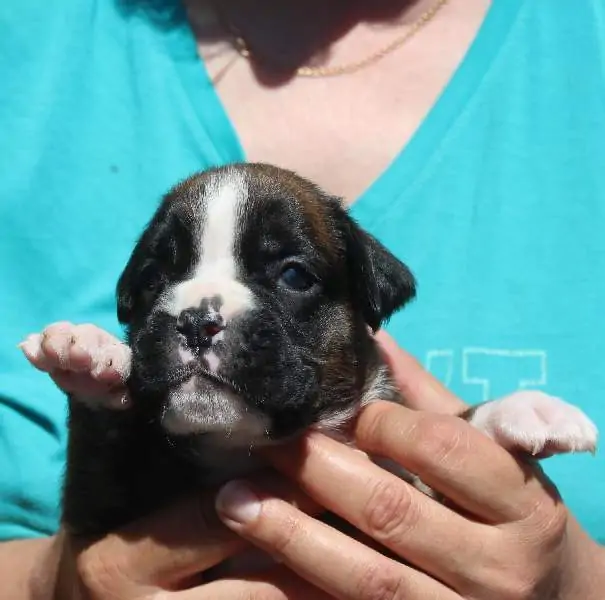 Boxer puppies for sale Palm Springs, California