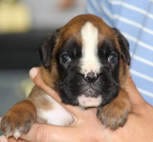 Boxer puppies sale Parkersburg WV | Nordom Kennel