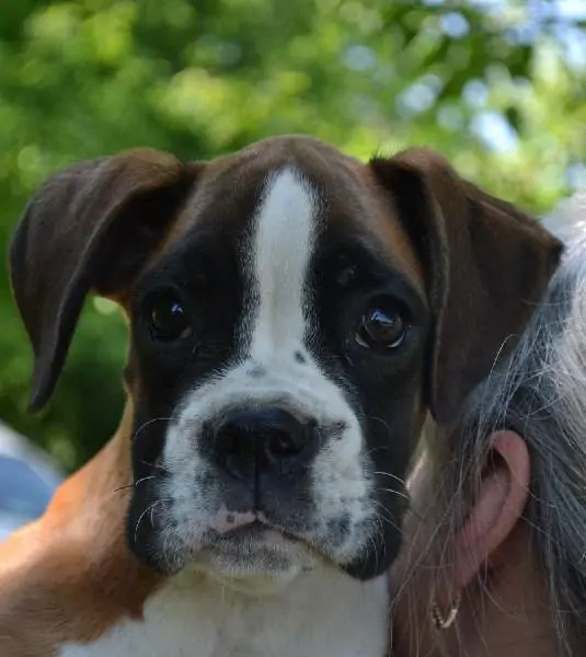 Boxer puppies for sale in Pierre SD | Nordom Kennel