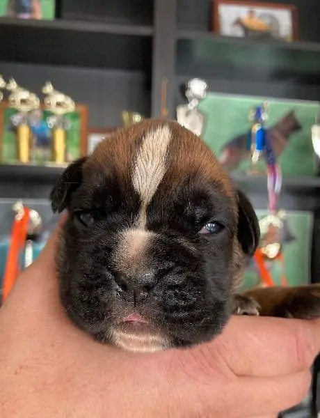 Boxer puppies sale Pittsburgh PA | Nordom Kennel