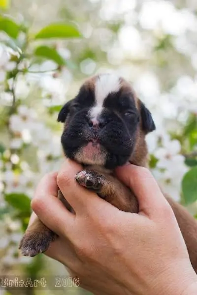 Boxer puppies sale Plymouth MN | Nordom Kennel