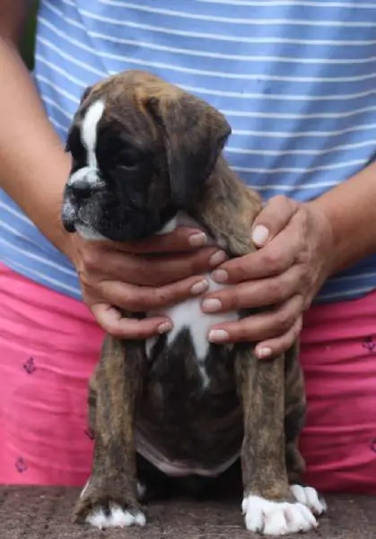 Boxer puppies sale Port Huron MI | Nordom Kennel