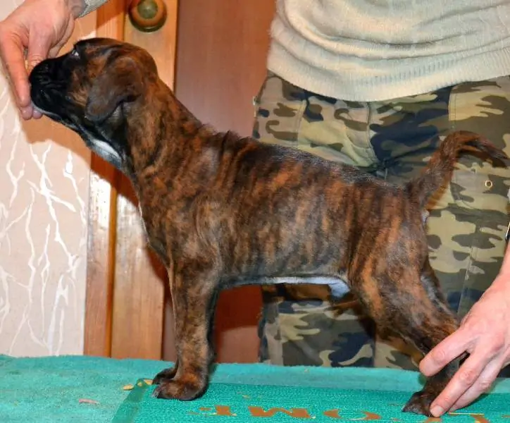 Boxer puppies sale Portland ME | Nordom Kennel