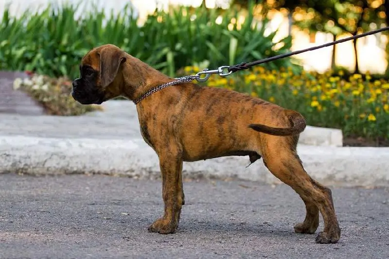 Boxer puppies sale Princeton MN | Nordom Kennel