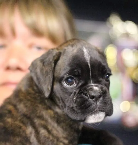 Boxer puppies sale Providence RI | Nordom Kennel