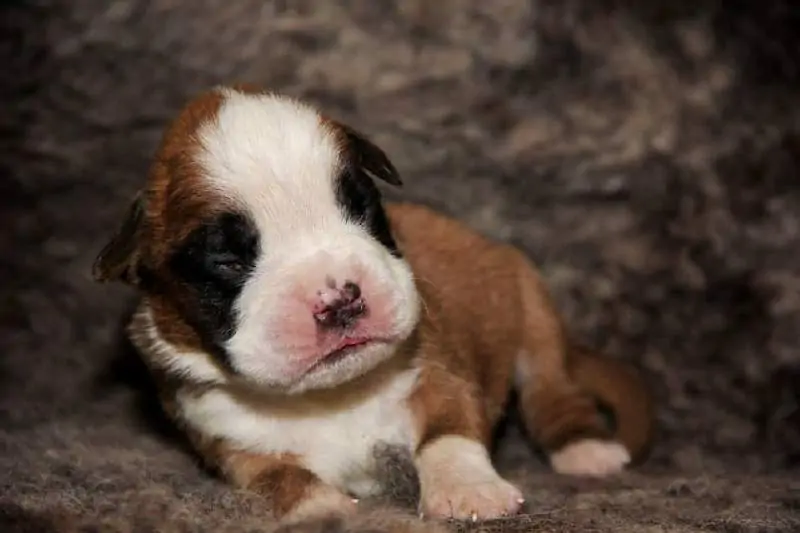 Boxer puppies sale Provo UT | Nordom Kennel