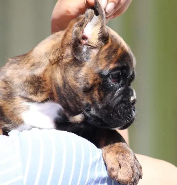 Boxer puppies sale Raleigh NC | Nordom Kennel