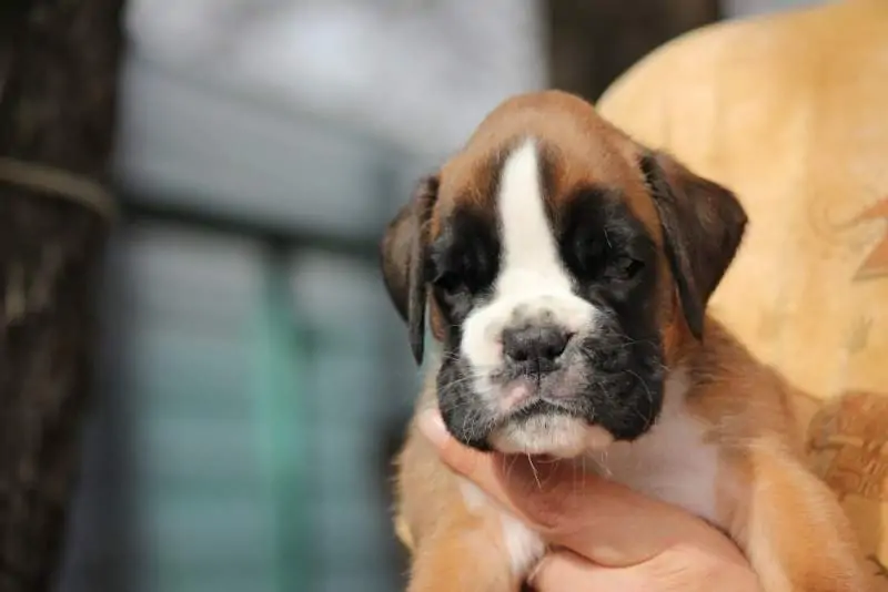 Boxer puppies sale Rapid City SD | Nordom Kennel
