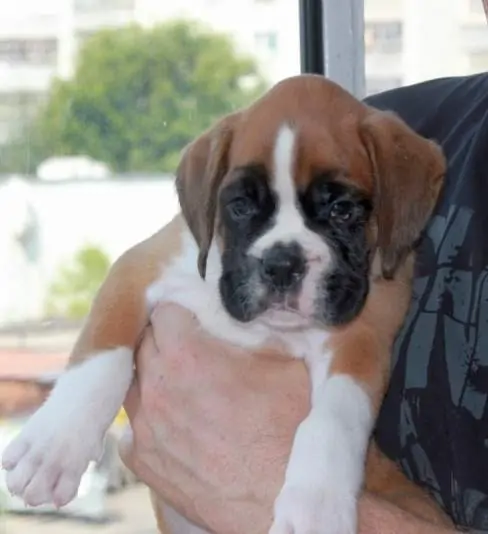 Boxer puppies sale Reading PA | Nordom Kennel