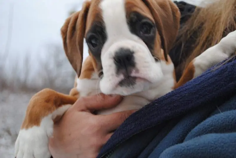 Boxer puppies sale Richmond VA | Nordom Kennel