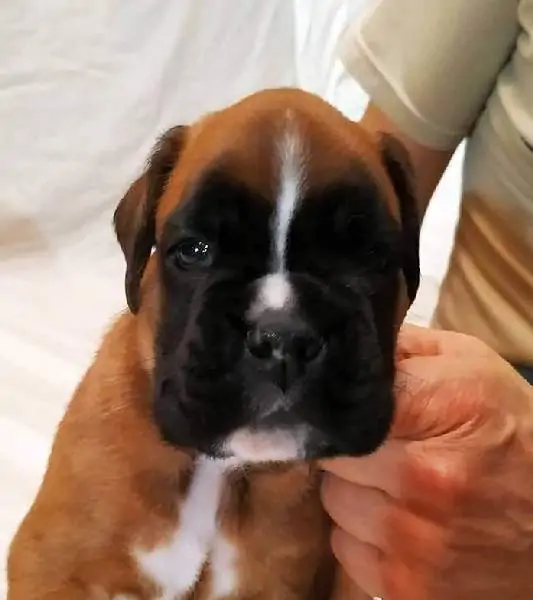 Boxer puppies sale Rochester MN | Nordom Kennel