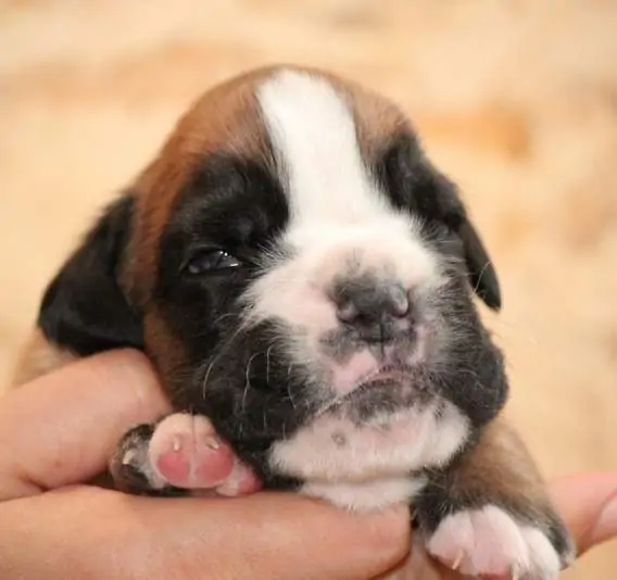 Boxer puppies for sale Rochester New York. Boxer puppy for sale near me. White boxer puppies for sale. Boxer puppy for sale NY