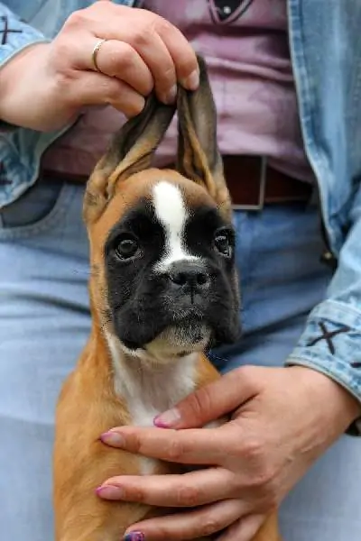 Boxer puppies sale Rockford IL | Nordom Kennel